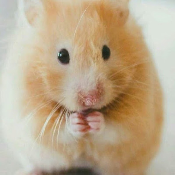 Meet your Posher, Oli hockey crush - Picture 1 of 1